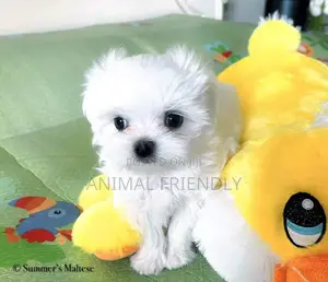 1-3 months Male Purebred Maltese