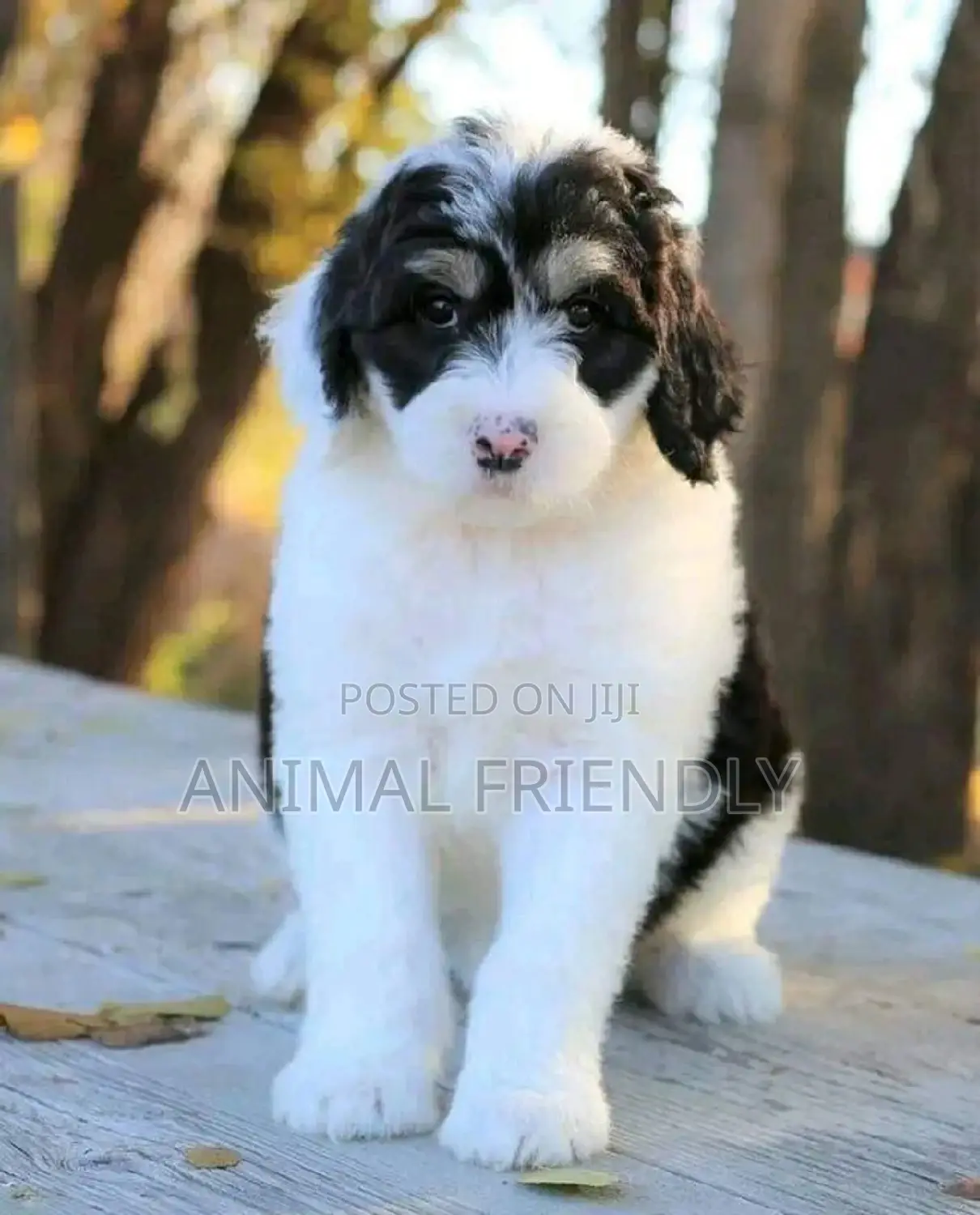 1-3 months Male Purebred Poodle