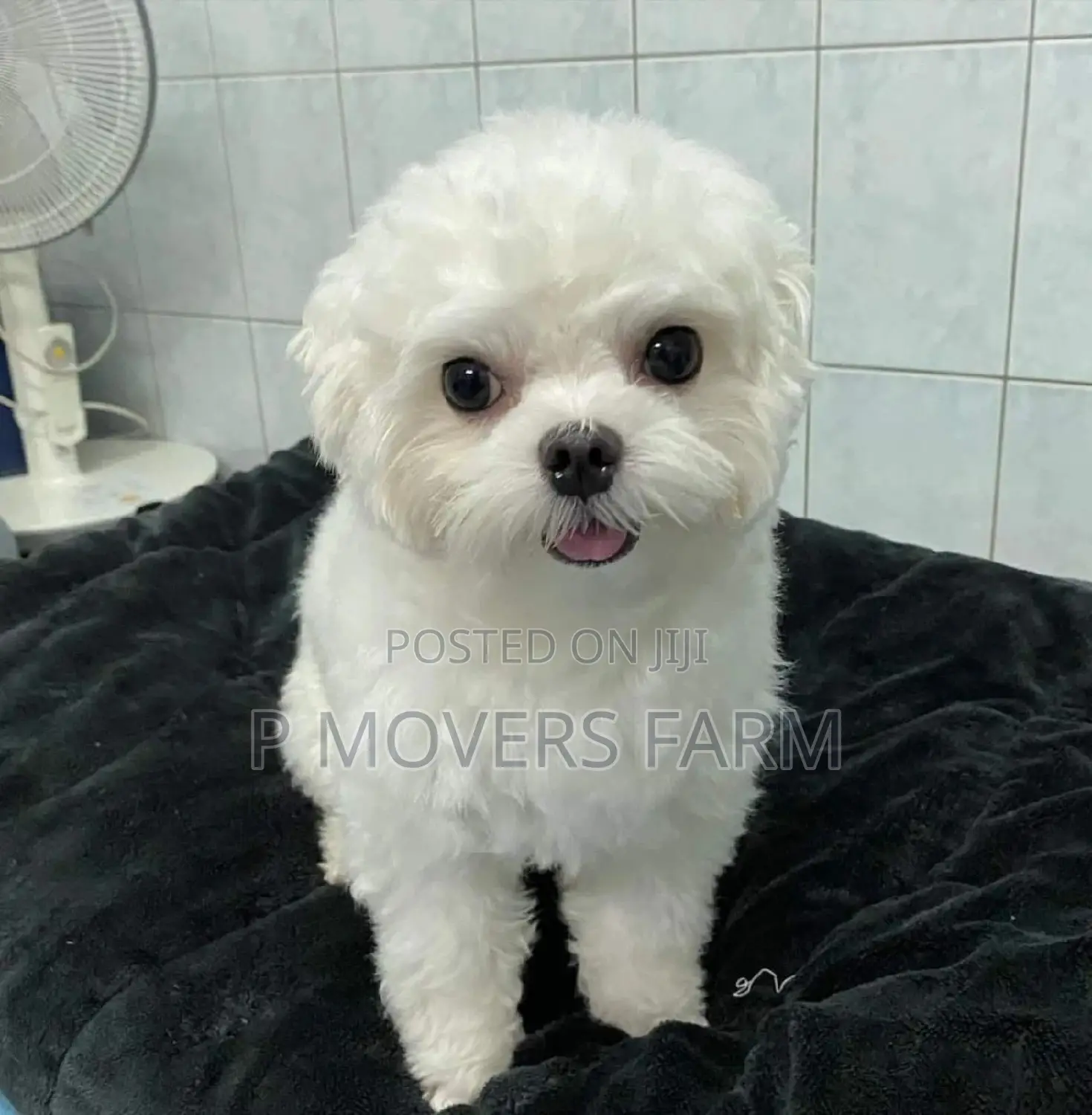 1-3 months Female Purebred Maltese