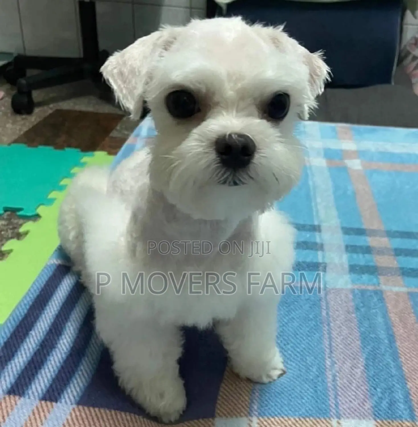 1-3 months Female Purebred Maltese