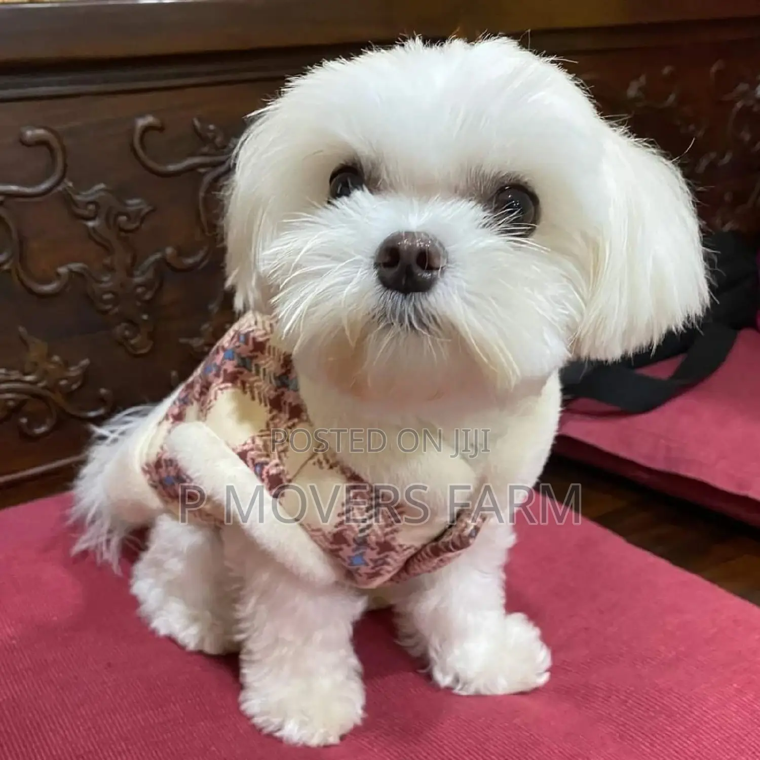 1-3 months Male Purebred Maltese