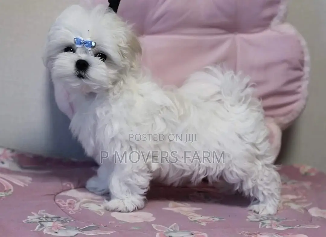 1-3 months Female Purebred Poodle