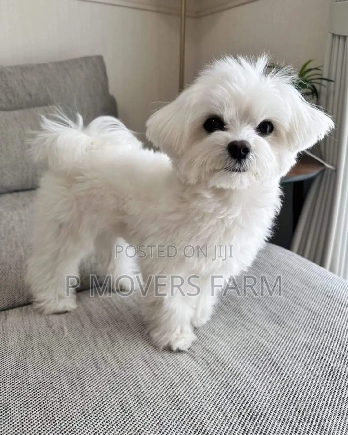 1-3 months Male Purebred Poodle