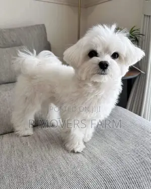 1-3 months Male Purebred Poodle