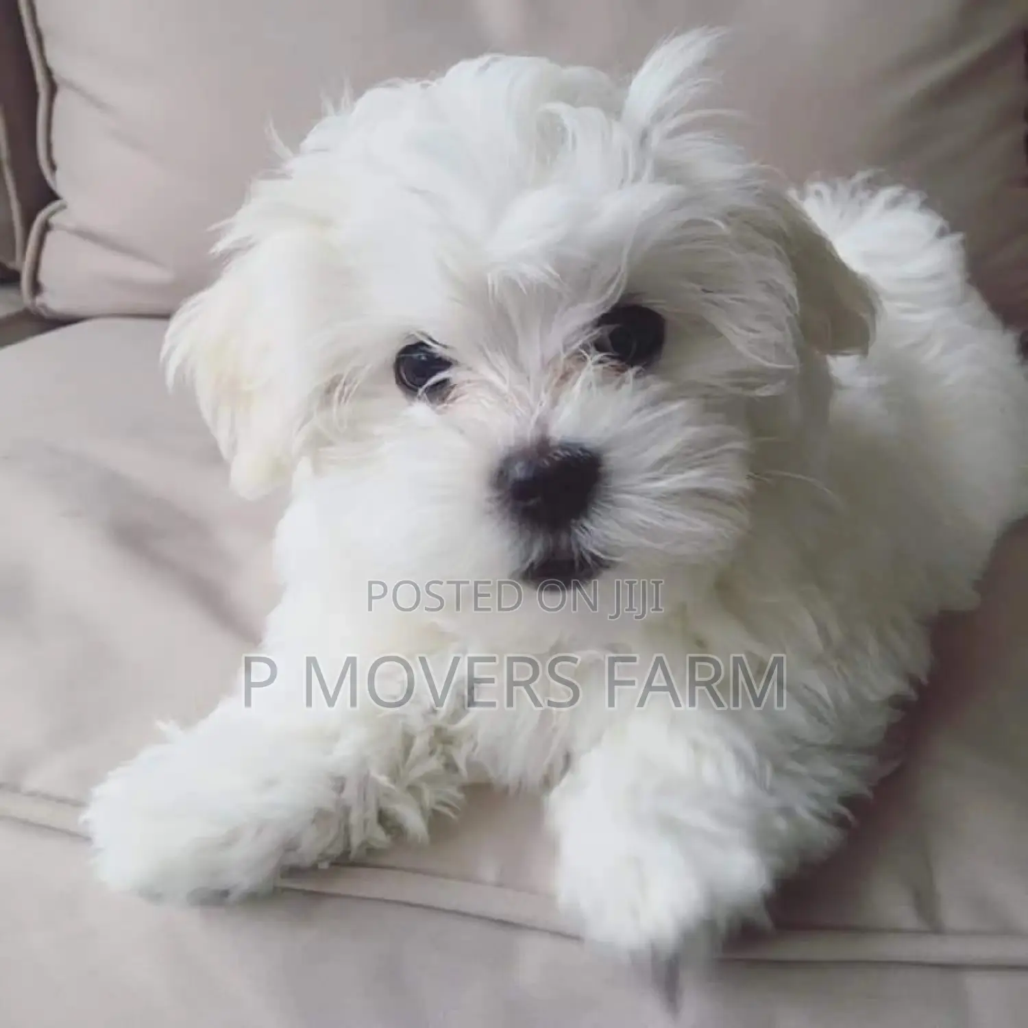 1-3 months Male Purebred Poodle