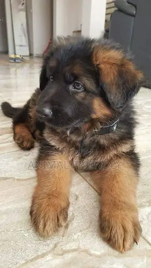 1-3 months Male Purebred German Shepherd