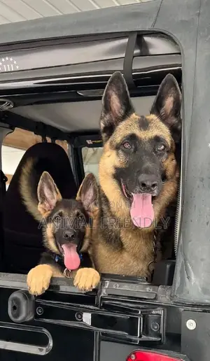 1-3 months Male Purebred German Shepherd