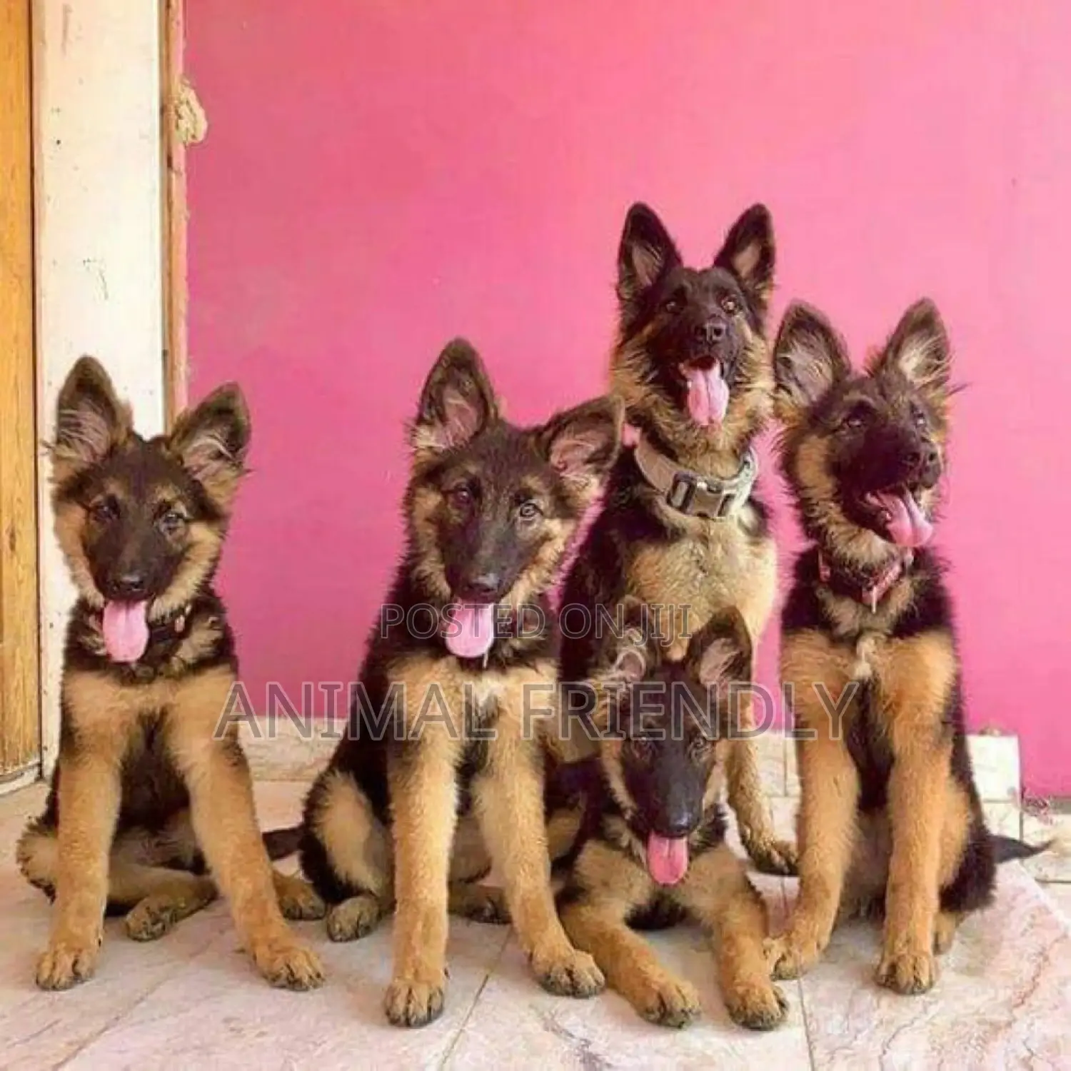 1-3 months Male Purebred German Shepherd