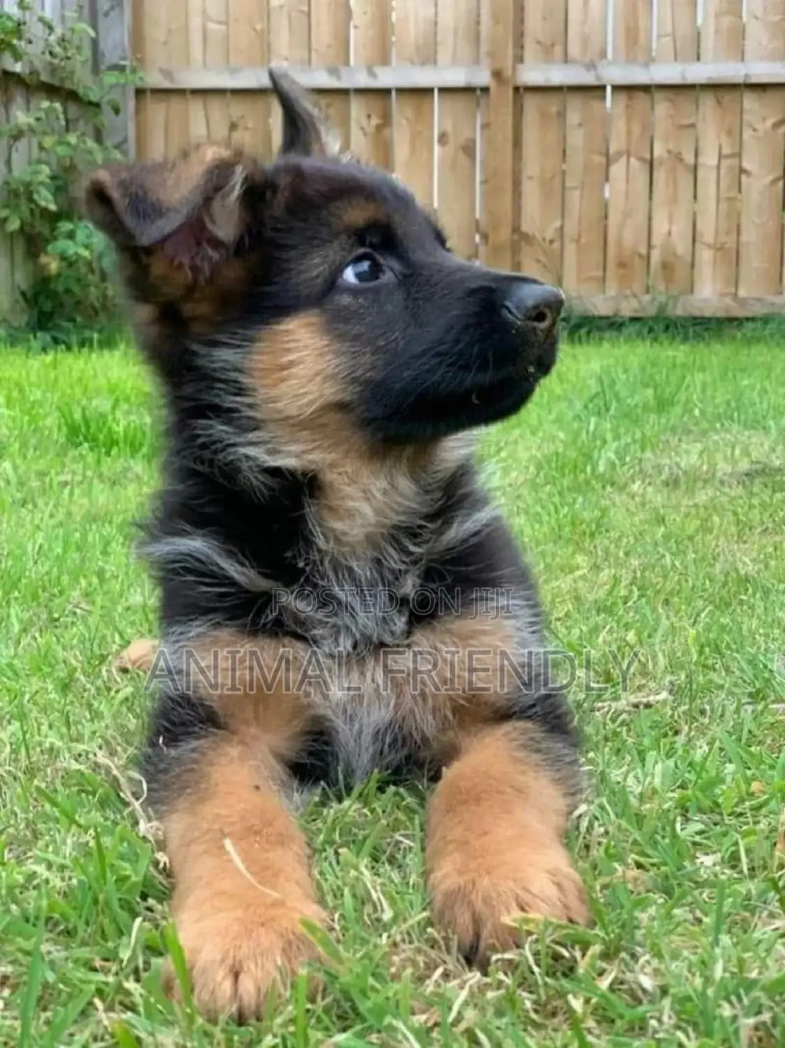 1-3 months Male Purebred German Shepherd