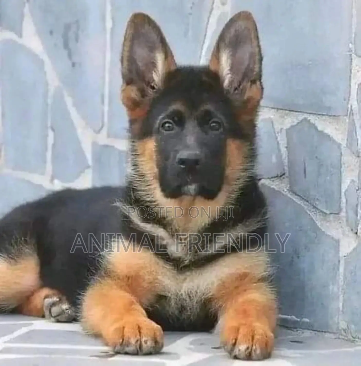 1-3 months Male Purebred German Shepherd