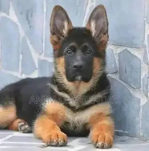 1-3 months Male Purebred German Shepherd