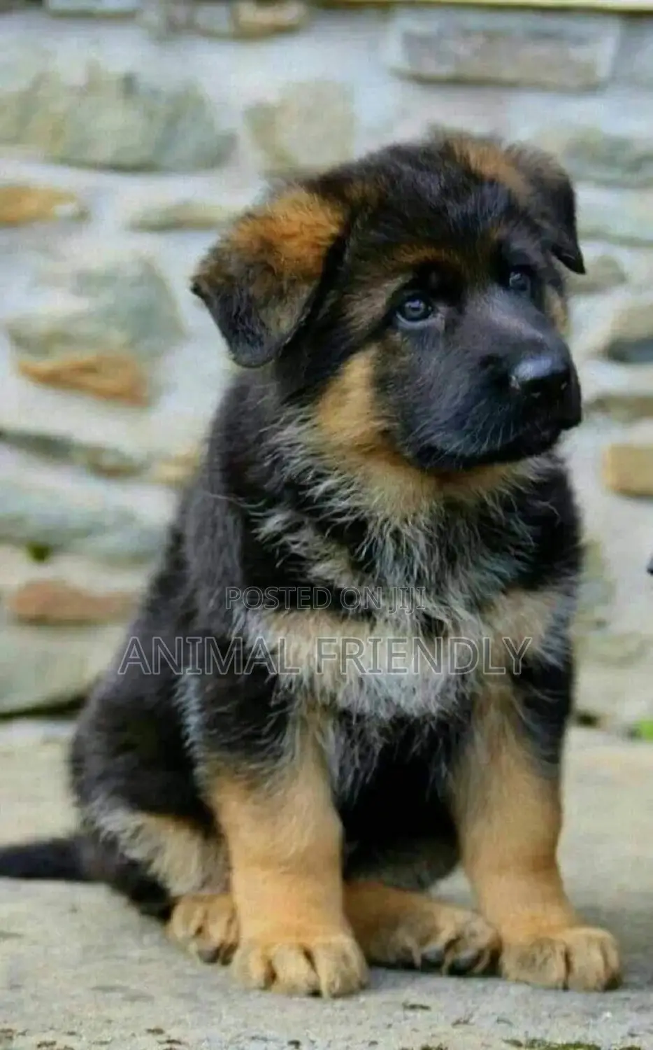 1-3 months Male Purebred German Shepherd