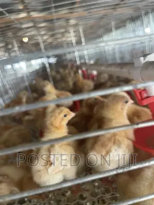 Brooding Cage/Dayold Cage
