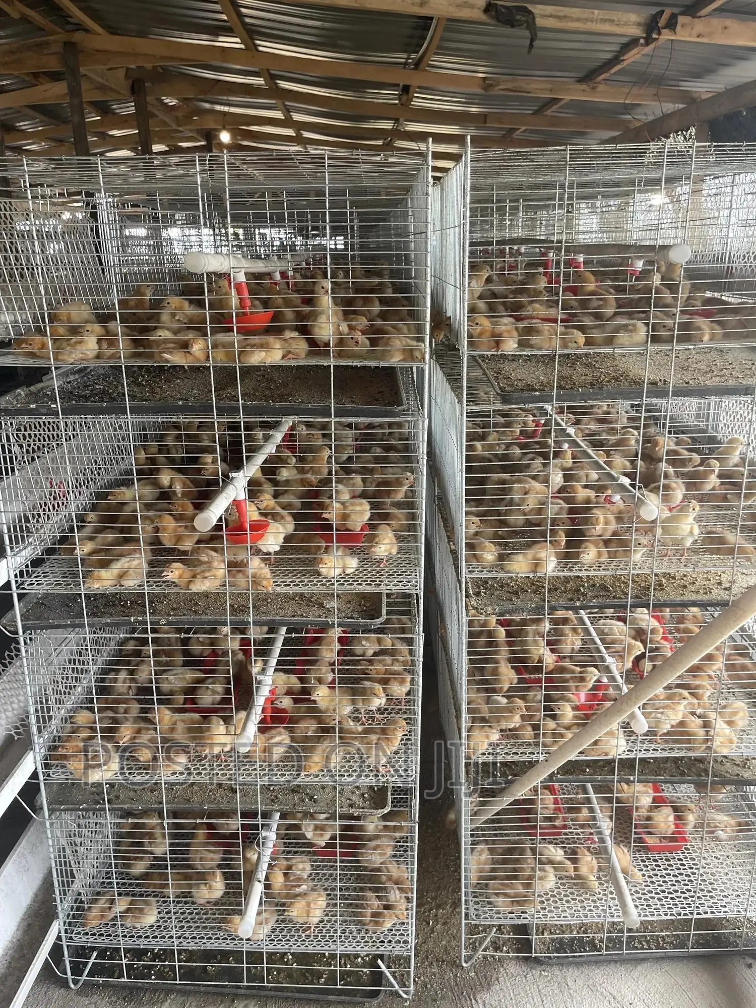 Brooding Cage/Dayold Cage