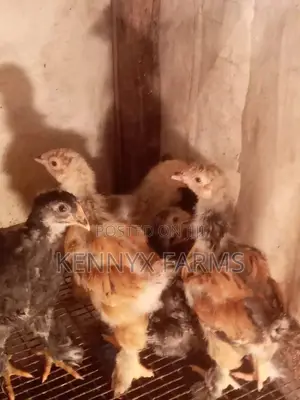 4,6,8 and 10 Weeks Brahma Chicken for Sale
