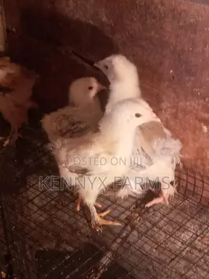 4,6,8 and 10 Weeks Brahma Chicken for Sale