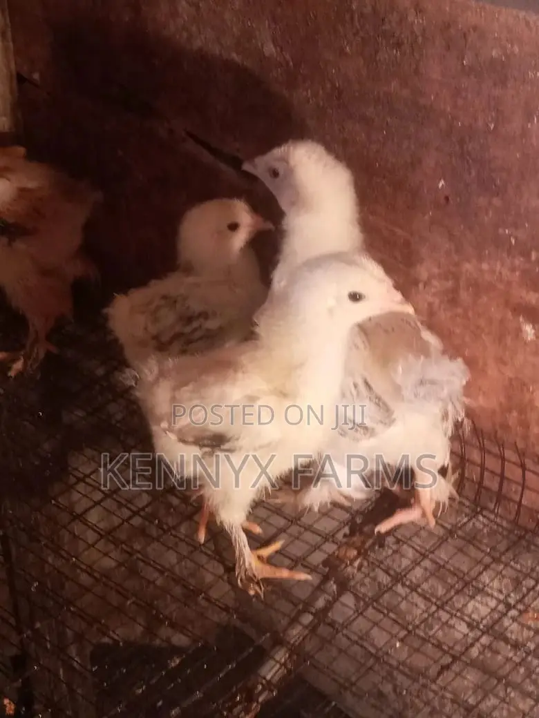 4,6,8 and 10 Weeks Brahma Chicken for Sale