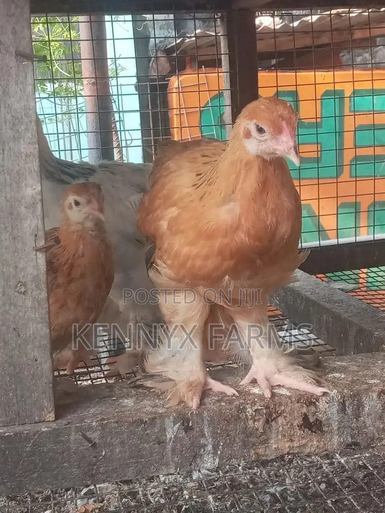 4,6,8 and 10 Weeks Brahma Chicken for Sale