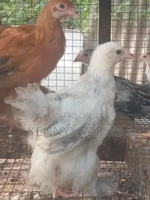 4,6,8 and 10 Weeks Brahma Chicken for Sale