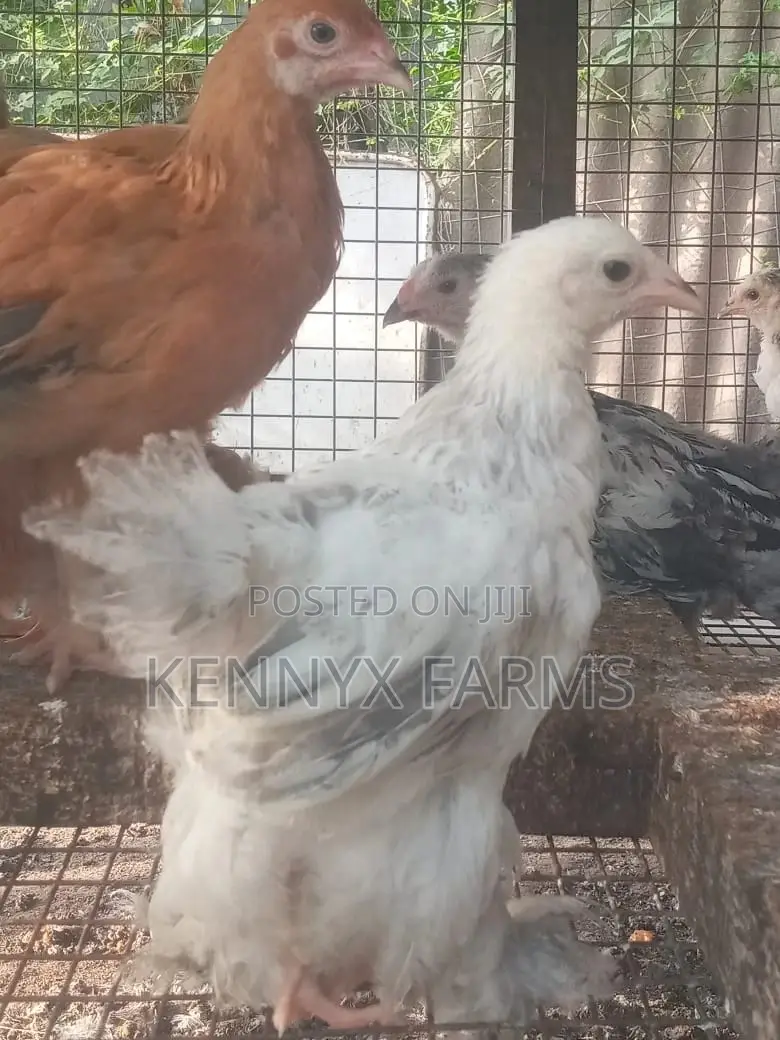 4,6,8 and 10 Weeks Brahma Chicken for Sale