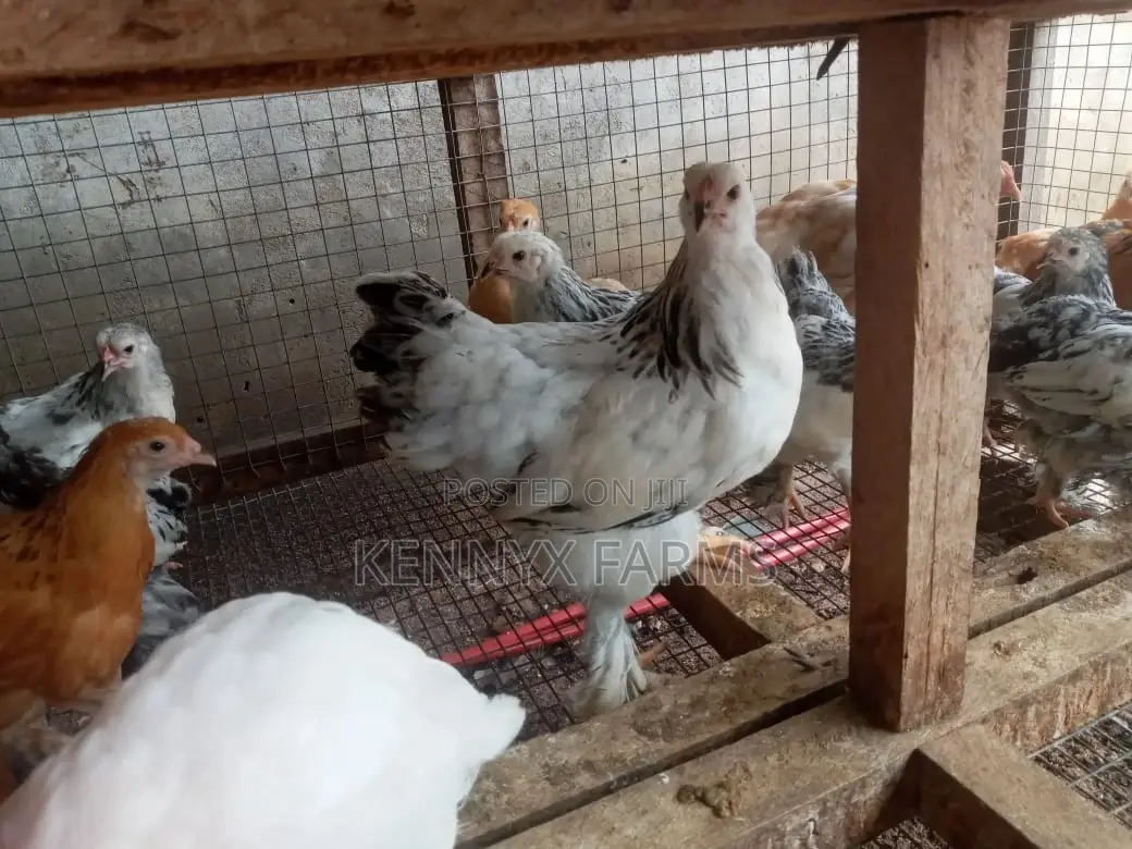 4,6,8 and 10 Weeks Brahma Chicken for Sale