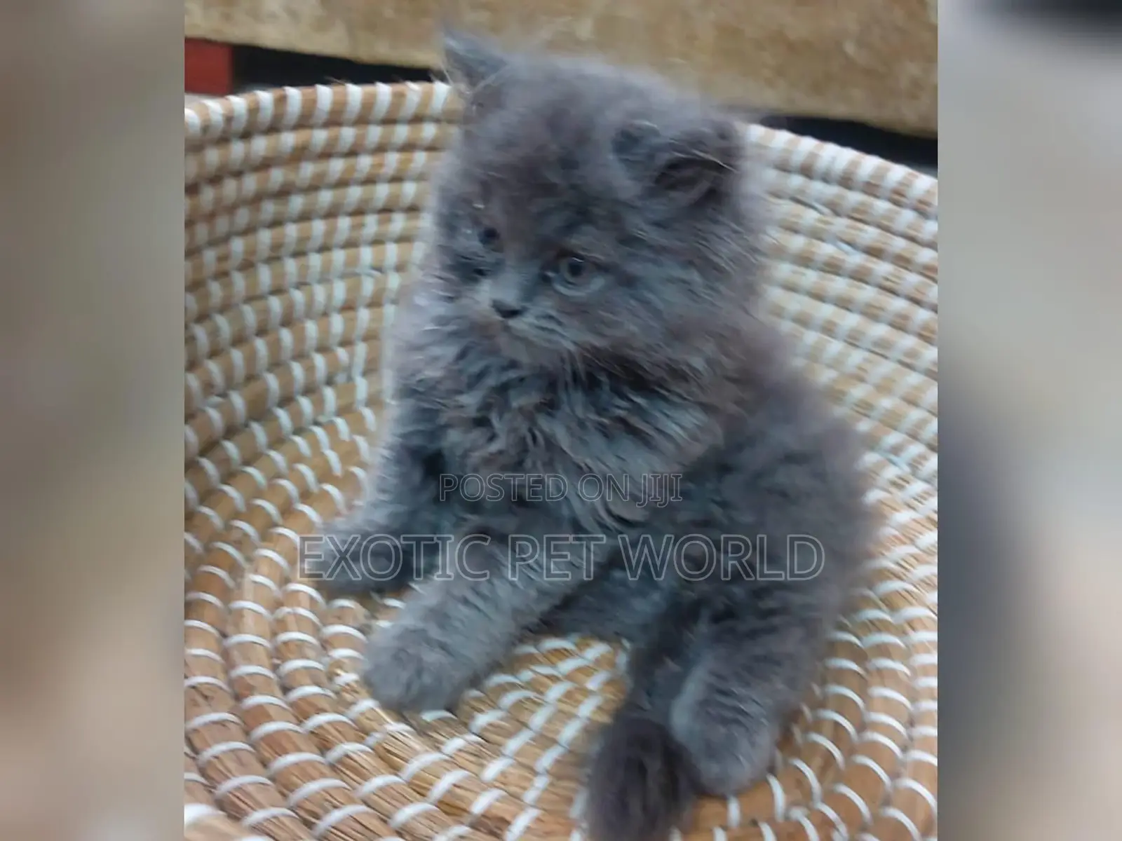 1-3 months Male Purebred Persian