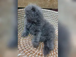 1-3 months Male Purebred Persian