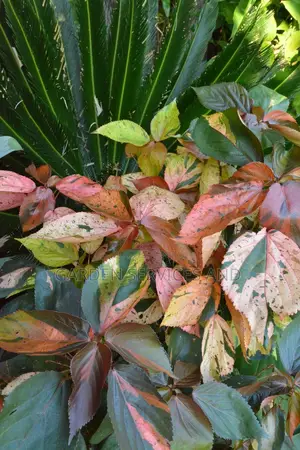 Acalypha for Sale