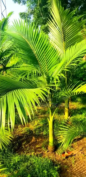 King Palm for Sale