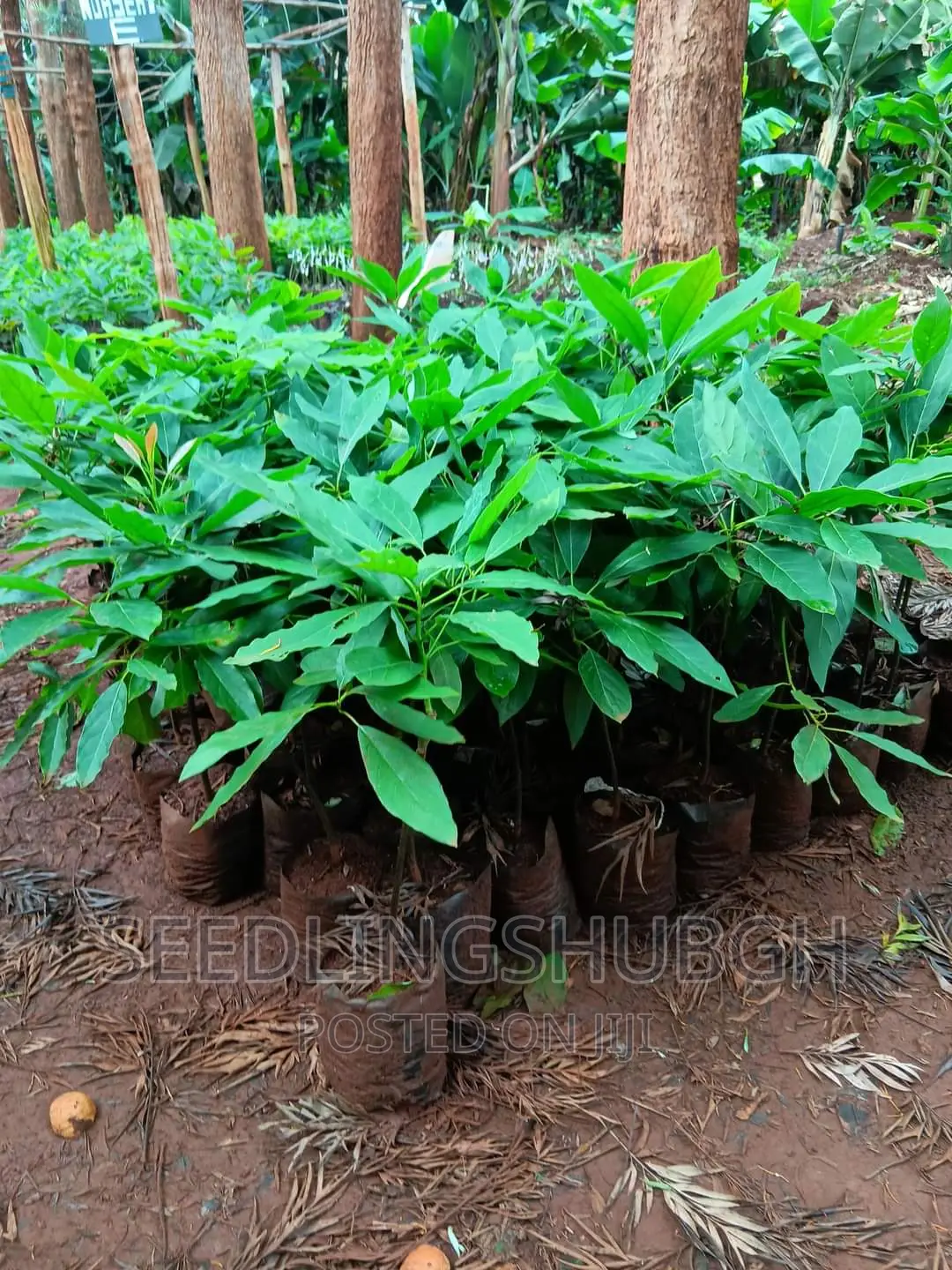 Hass Avocado Seedlings Available