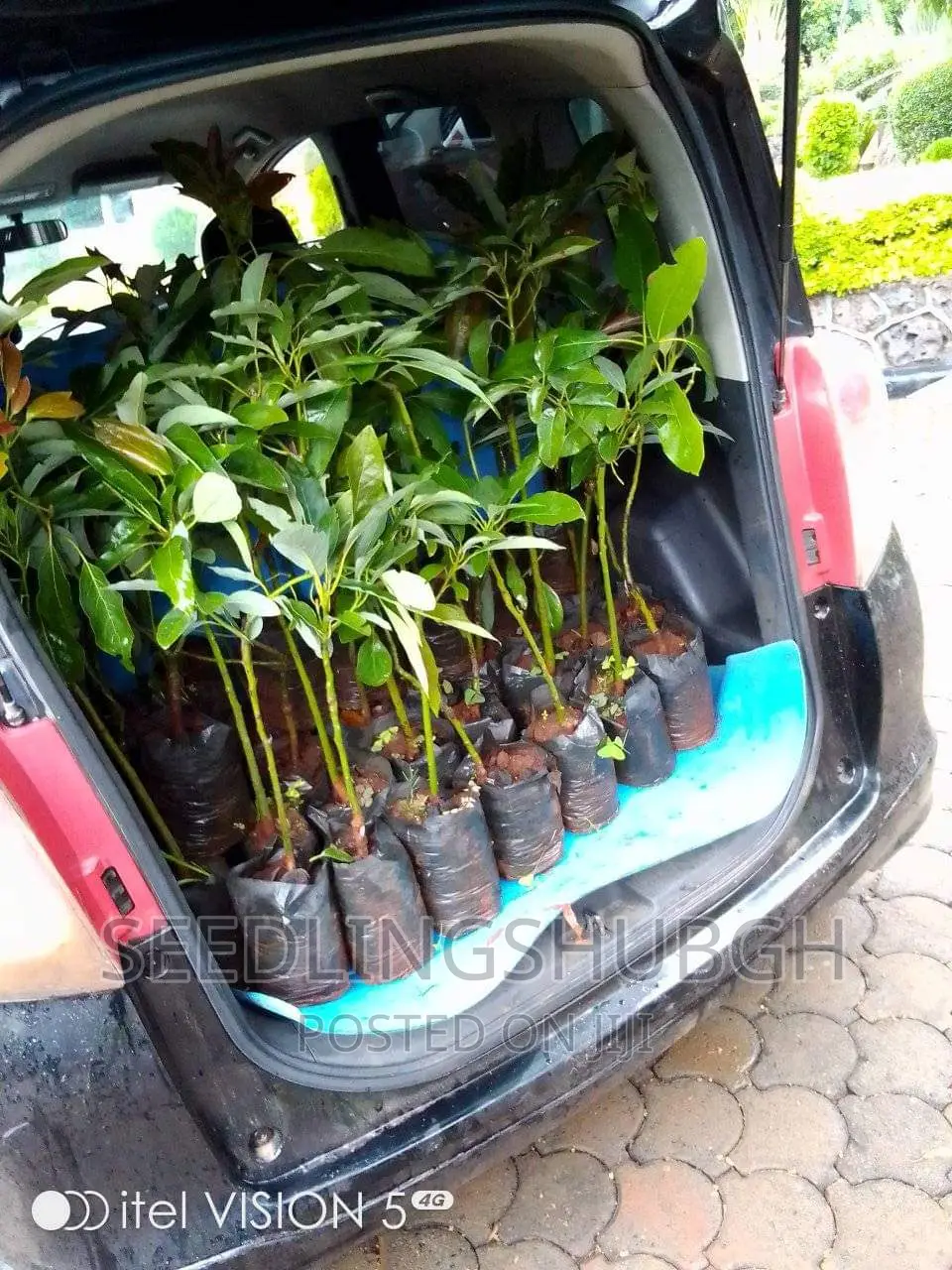 Hass Avocado Seedlings Available