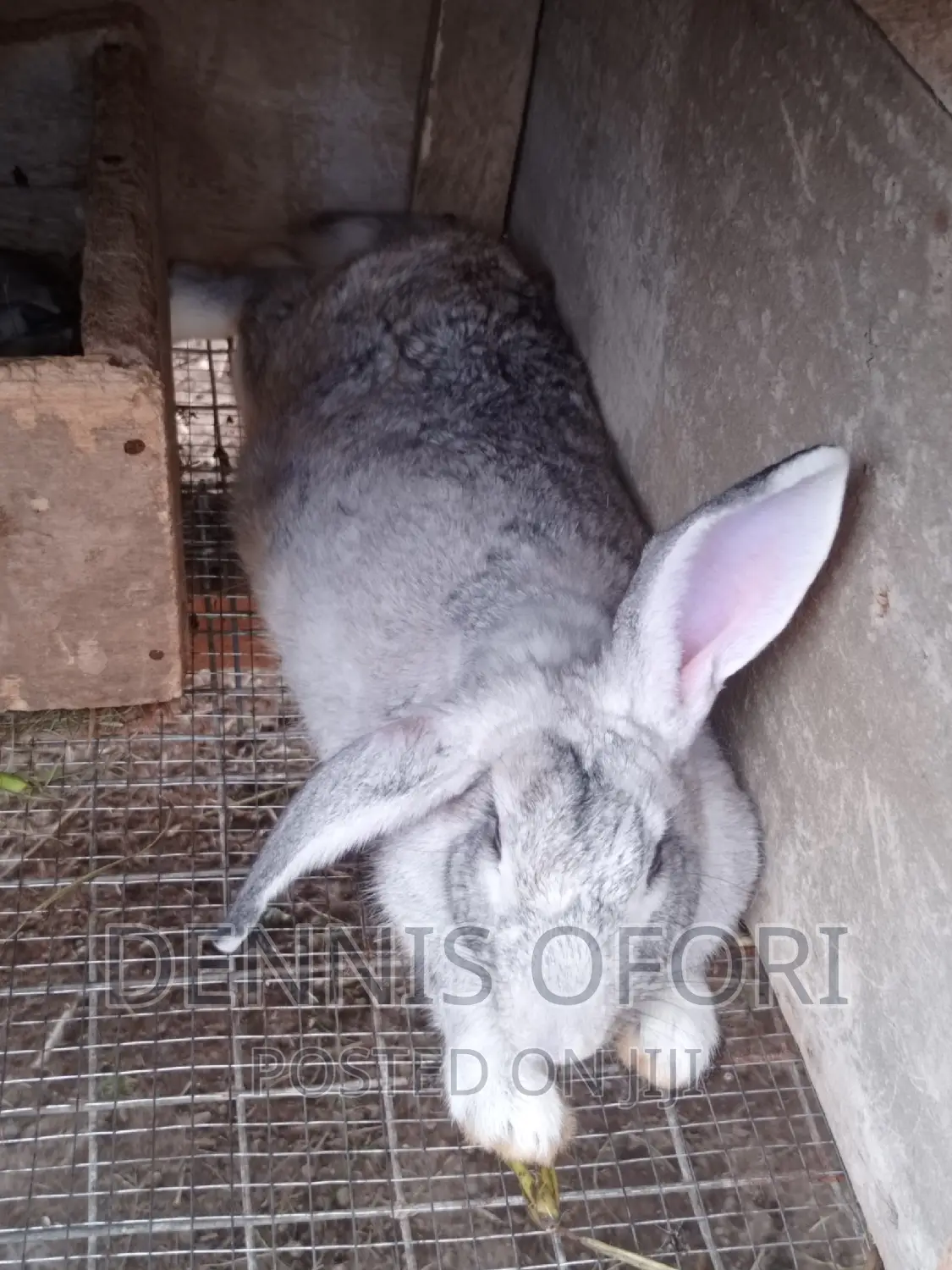 Giant Rabbits