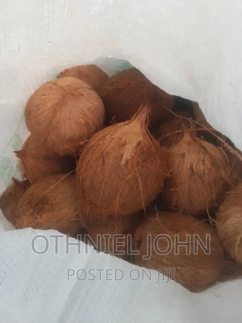 Coconut for Sale in Large Quantity