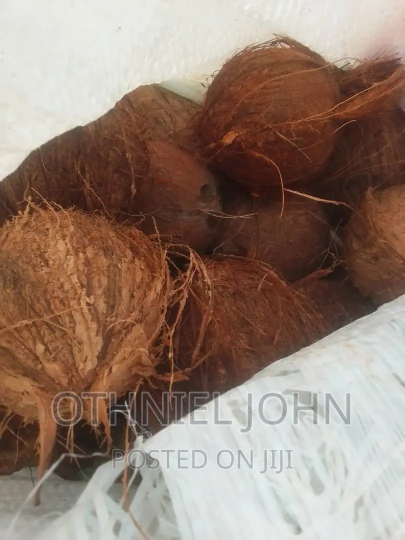 Coconut for Sale in Large Quantity