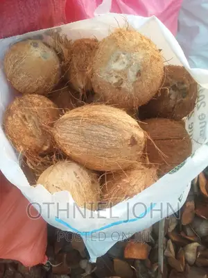 Coconut for Sale in Large Quantity