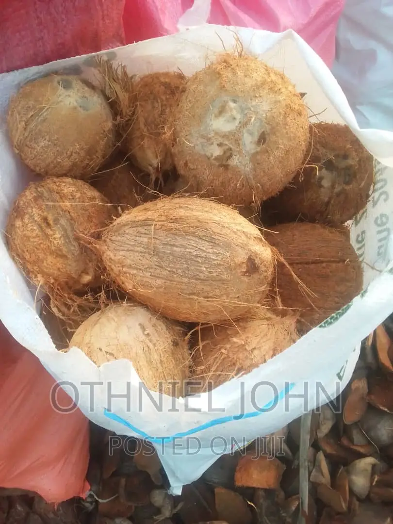 Coconut for Sale in Large Quantity