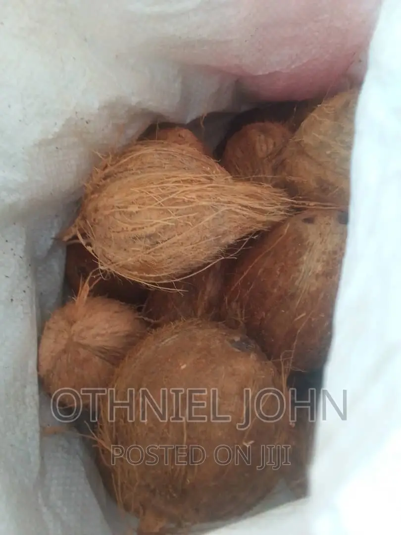 Coconut for Sale in Large Quantity