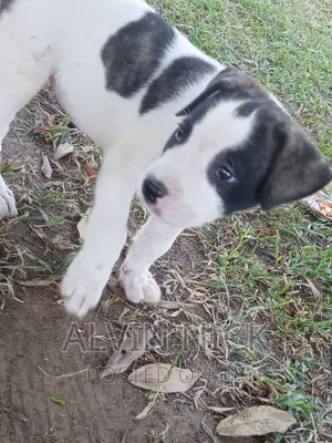1-3 months Female Purebred American Pit Bull Terrier