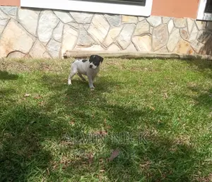 1-3 months Female Purebred American Pit Bull Terrier
