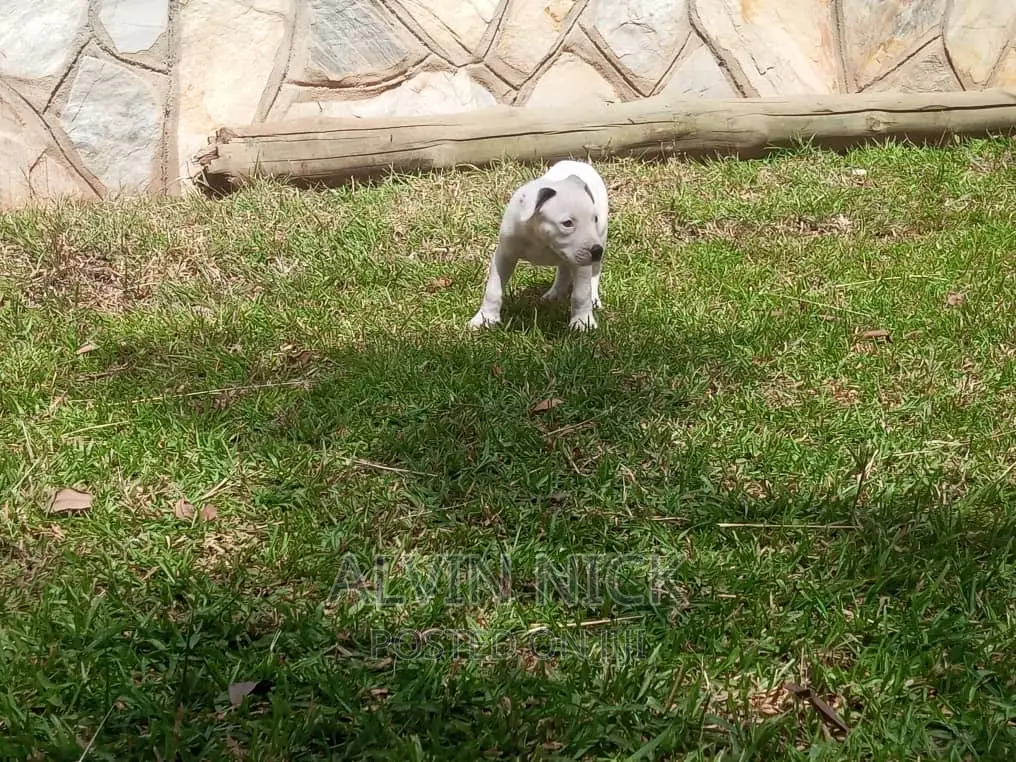 1-3 months Female Purebred American Pit Bull Terrier