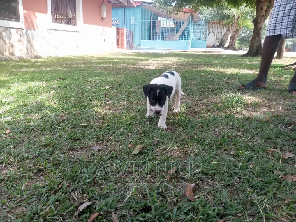 1-3 months Female Purebred American Pit Bull Terrier