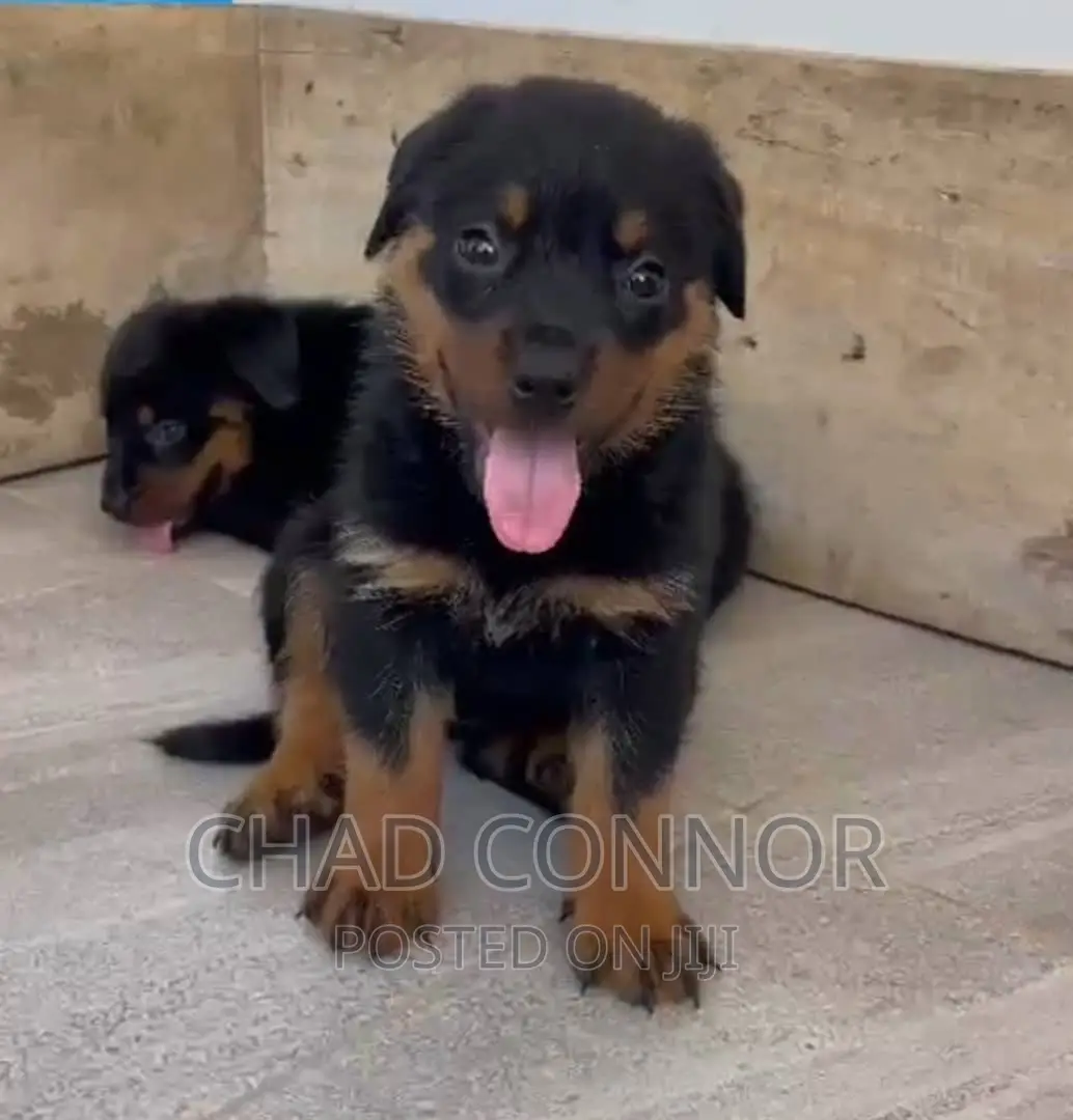 1-3 months Female Purebred Rottweiler