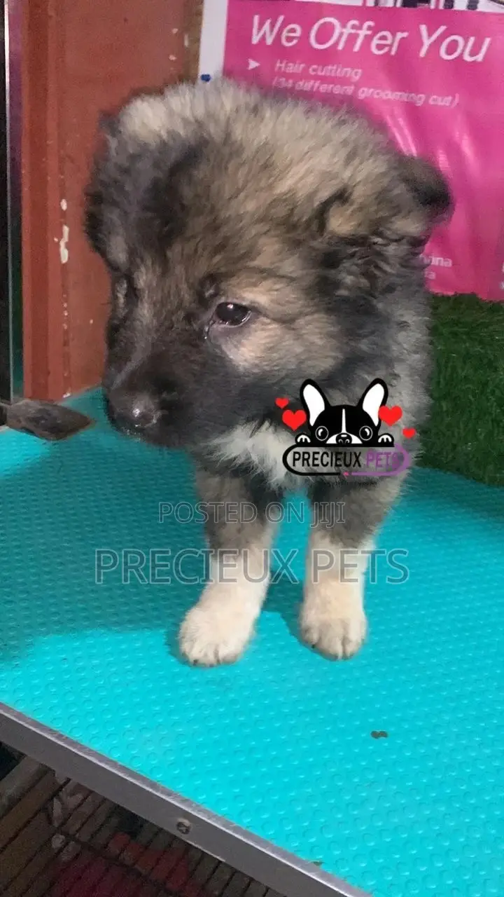 1-3 months Male Purebred Caucasian Shepherd
