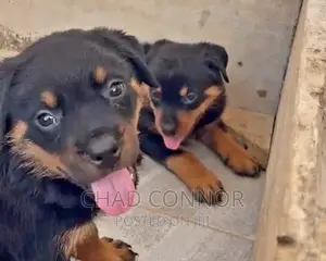 1-3 months Female Purebred Rottweiler