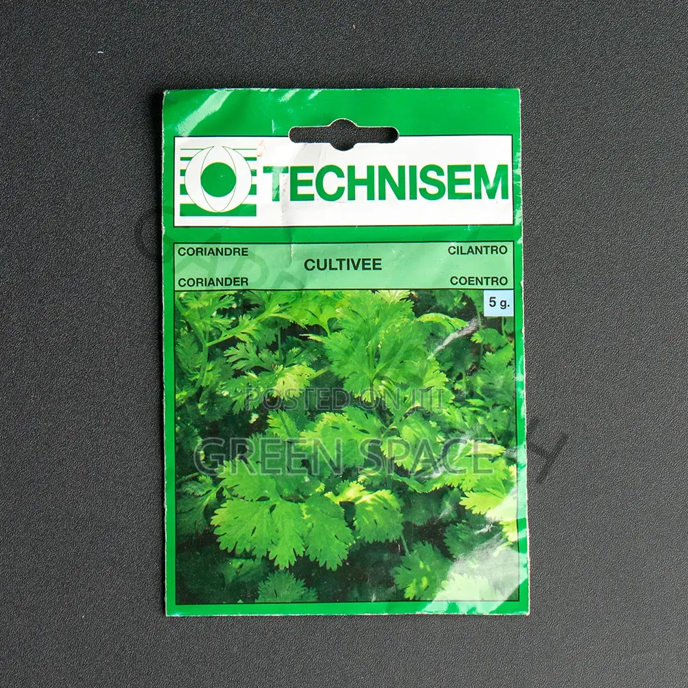 Cilantro Seeds