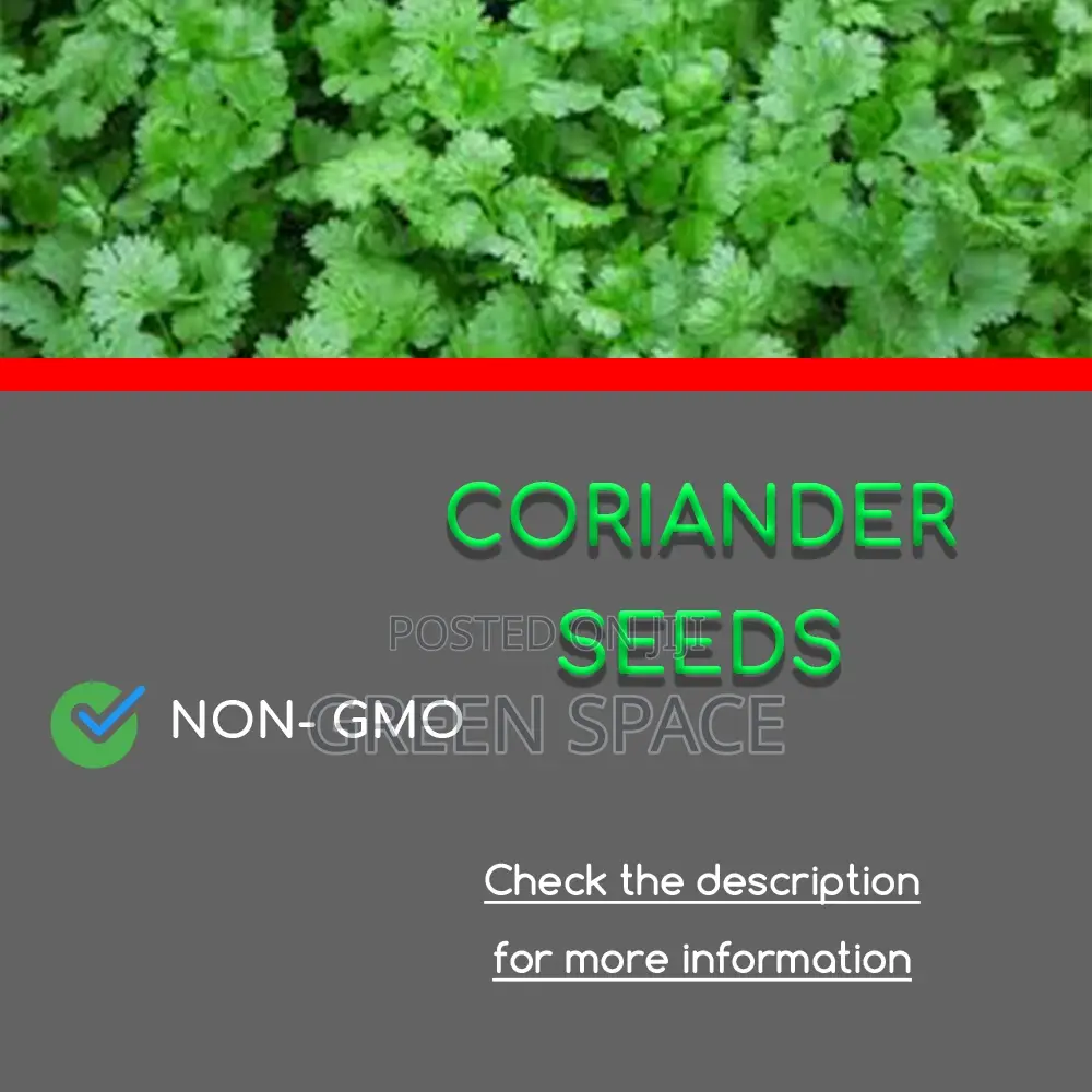 Cilantro Seeds