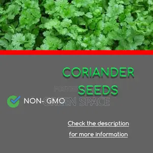 Cilantro Seeds