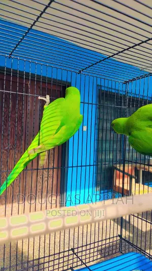 Young Ringneck Parrots(Talking Species)