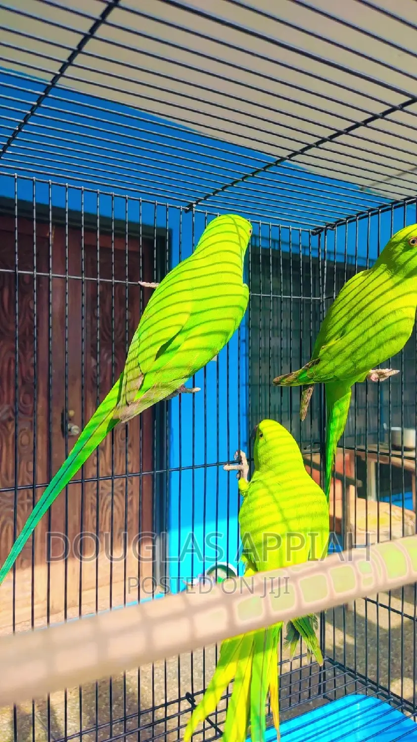 Young Ringneck Parrots(Talking Species)