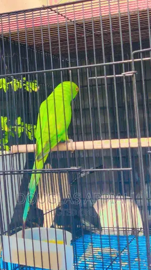 Young Ringneck Parrots(Talking Species)